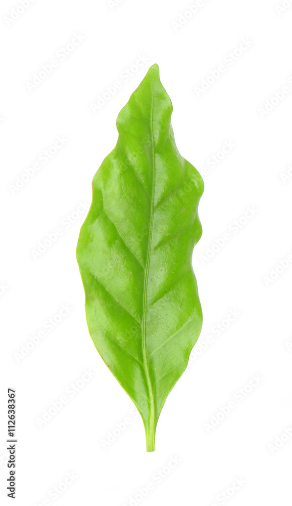 Obraz premium Green leaf, isolated on white