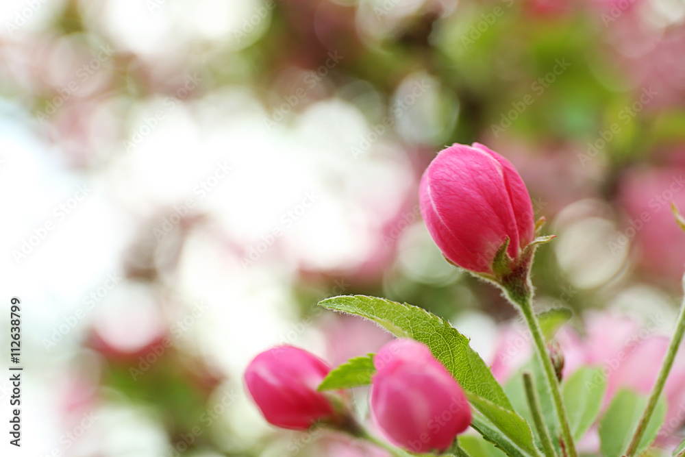 Cherry blossom flowers on a spring day Cherry blossom flowers on a spring day