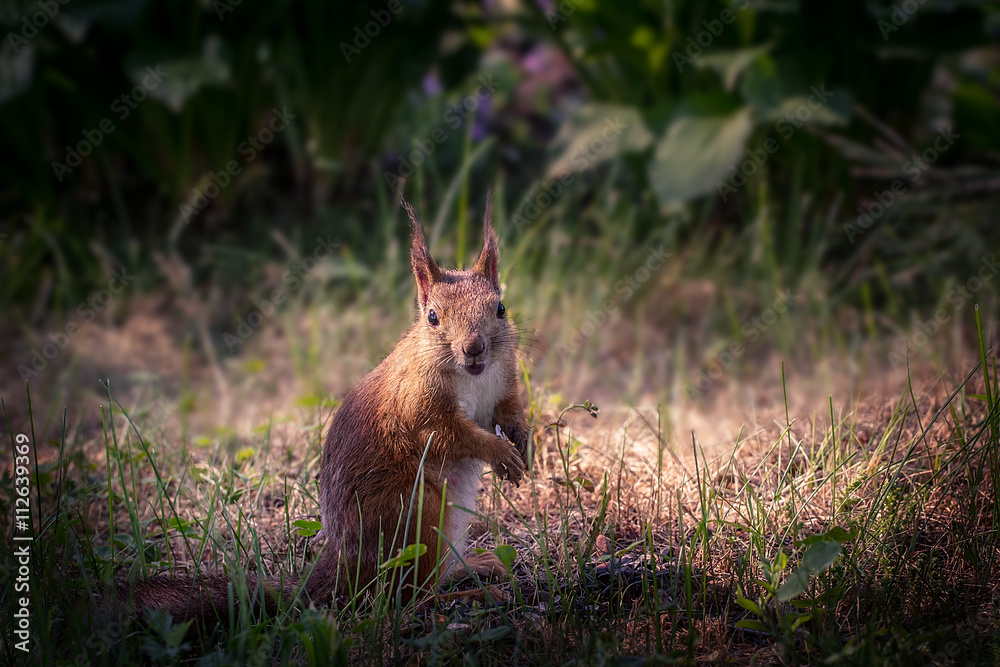 Fototapeta premium Young squirrel in the garden