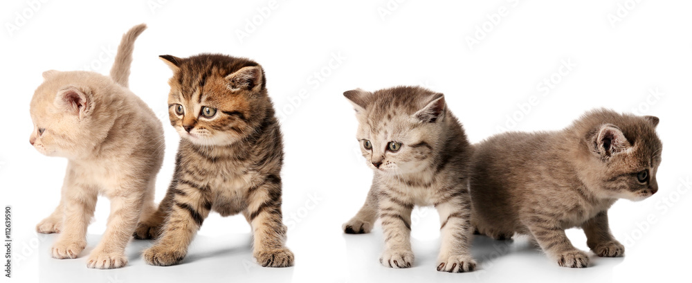 Small cute kittens, isolated on white Small cute kittens, isolated on white