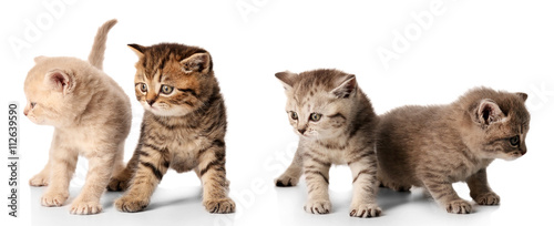 Small cute kittens, isolated on white