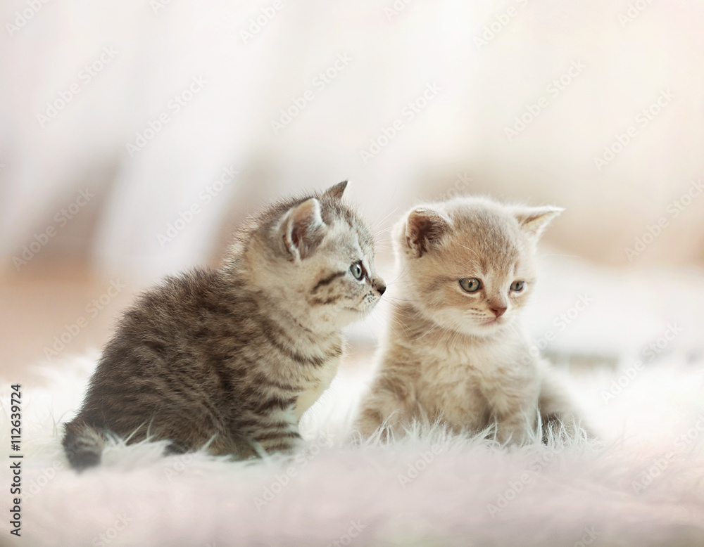 Small cute kittens on carpet - obrazy, fototapety, plakaty 