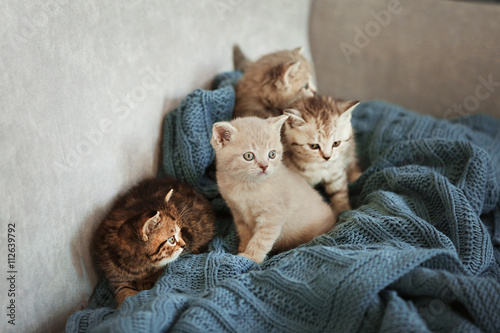 Fototapeta Naklejka Na Ścianę i Meble -  Small cute kittens on couch