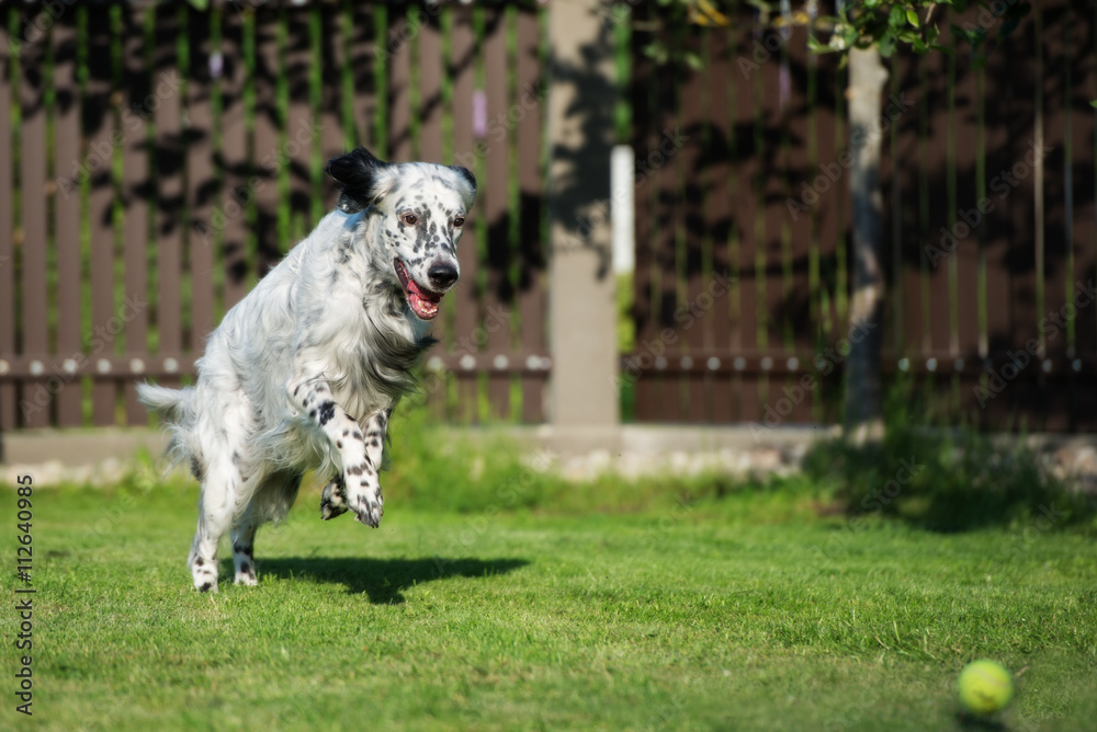 Fototapeta premium english setter dog playing outdoors