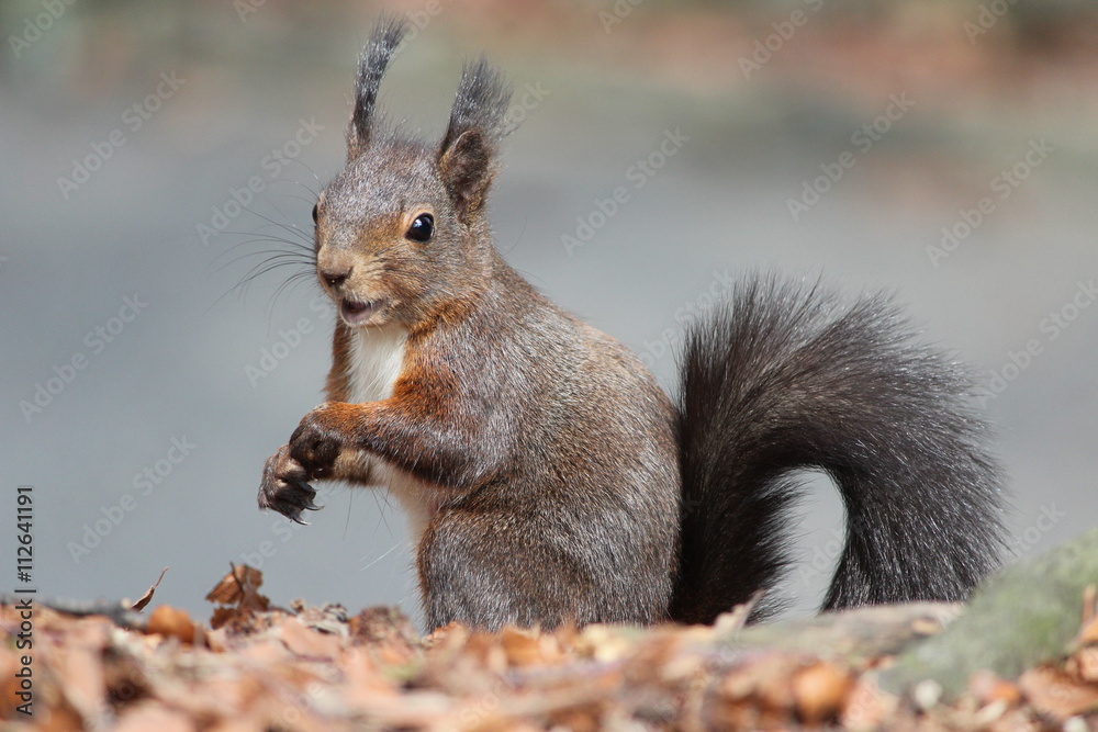 Fototapeta premium Ecureuil posant pour le photographe