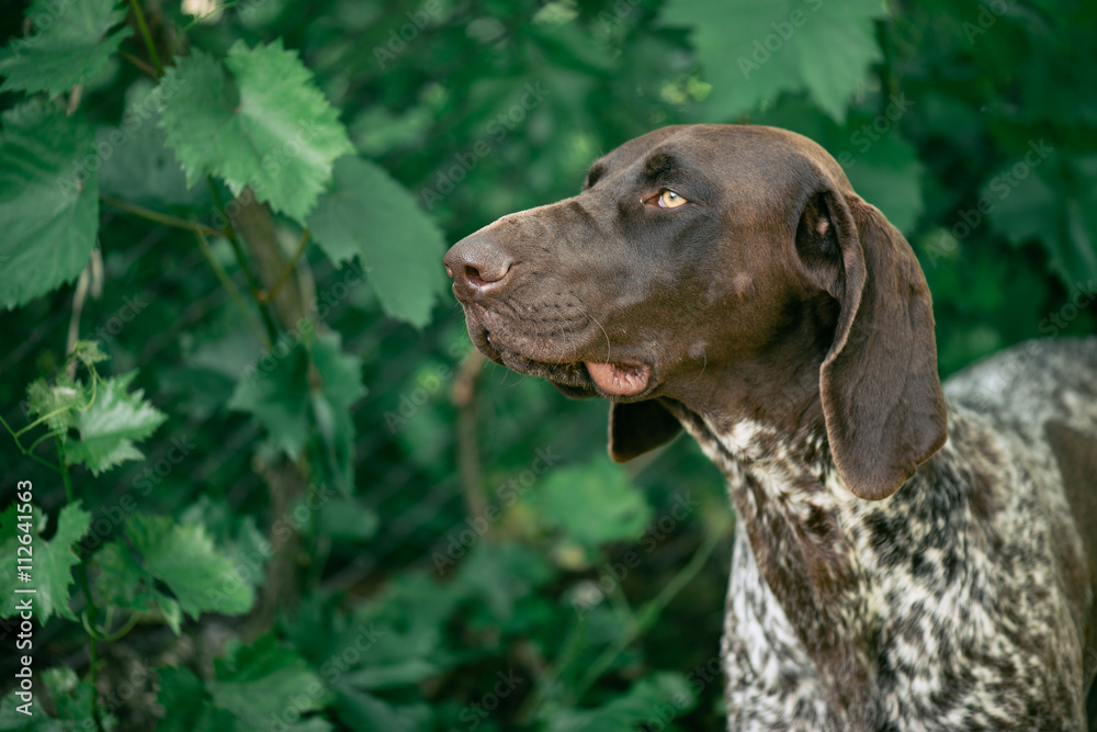 German pointer dog portrait. Hunting dog posing outdoor.