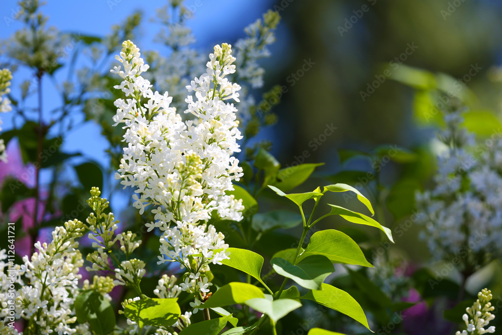 Blooming lilac branch, close up Blooming lilac branch, close up