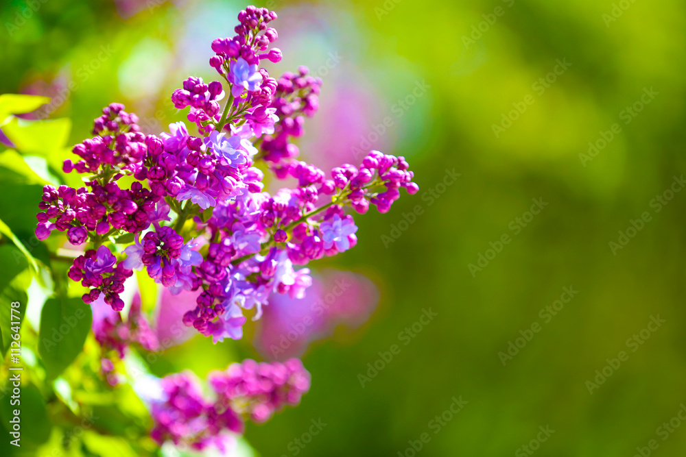 Blooming lilac branch on unfocused background