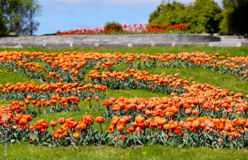 Beautiful tulips in botanical garden