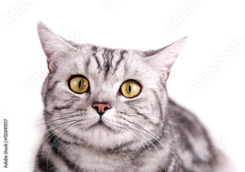 Getigerte British Kurzhaar Katze