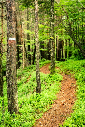 trail sign in the forest - outdoor activity in italy