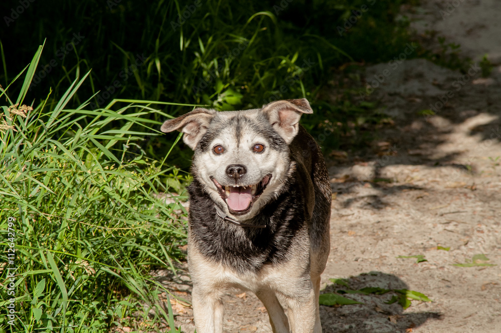 Obraz premium stray dog forest