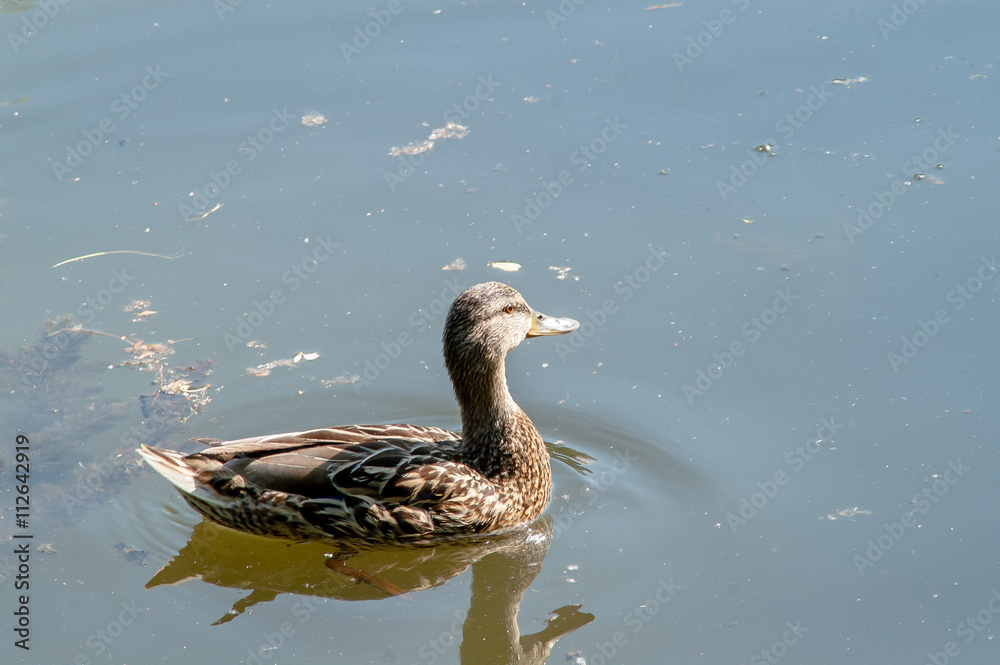 Fototapeta premium duck, ducklings wildlife