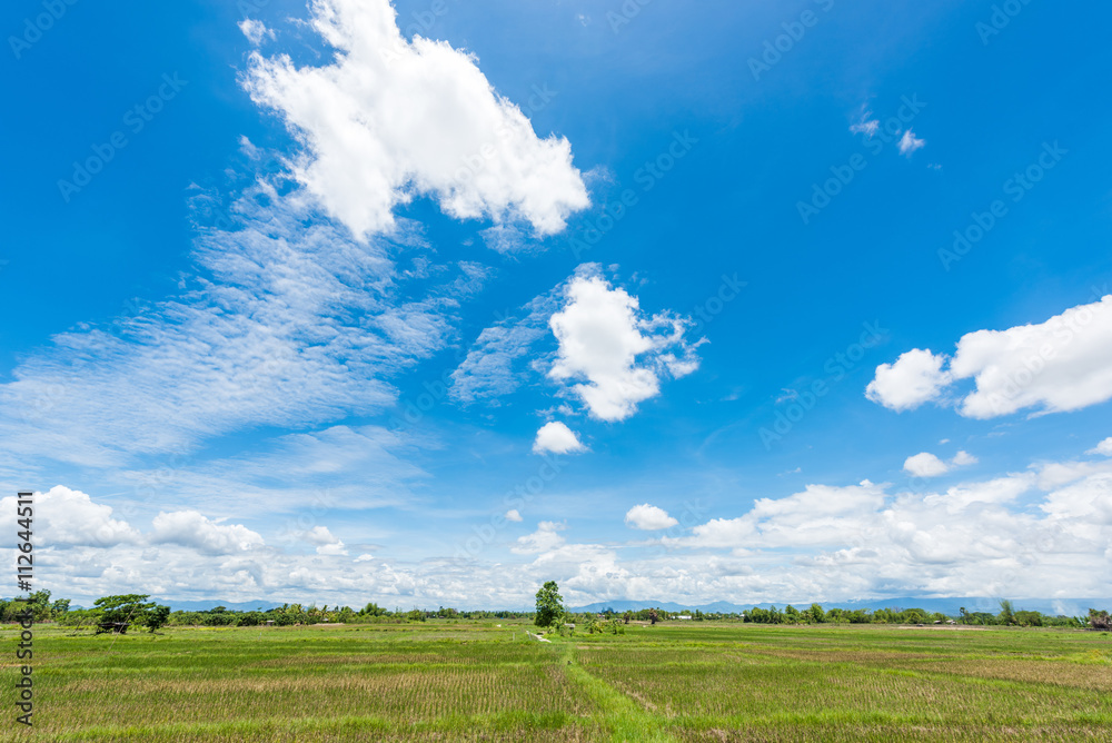 Rice Fields before farming with blue sky