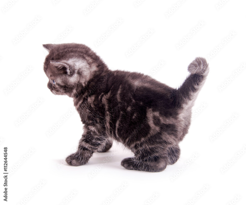 Fototapeta premium Süße, kleine Babykatze
