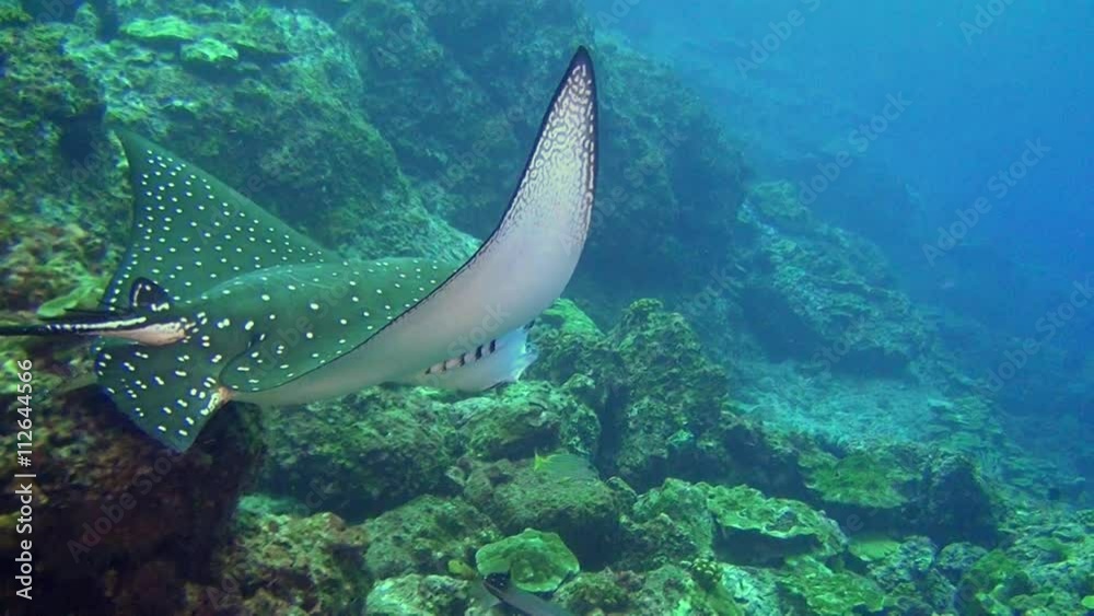 Spotted eagle ray (Aetobatis narinari) stingray swims over deep, rocky ...