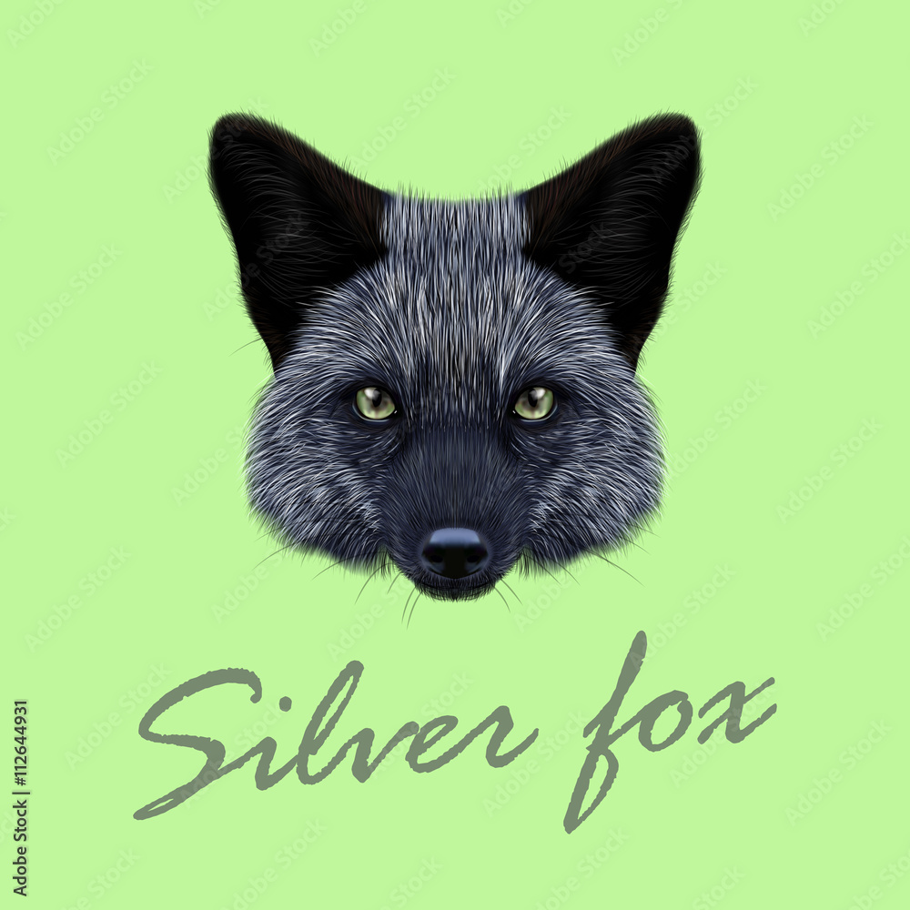 Obraz premium Vector Illustrated Portrait of Silver fox.