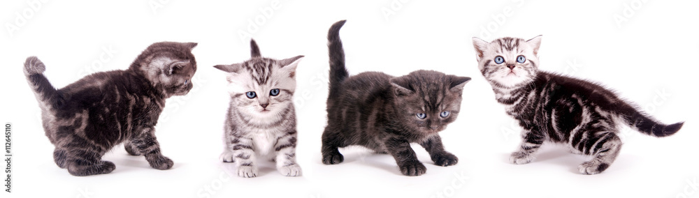 Gruppe kleiner Britisch Kurzhaar Kätzchen