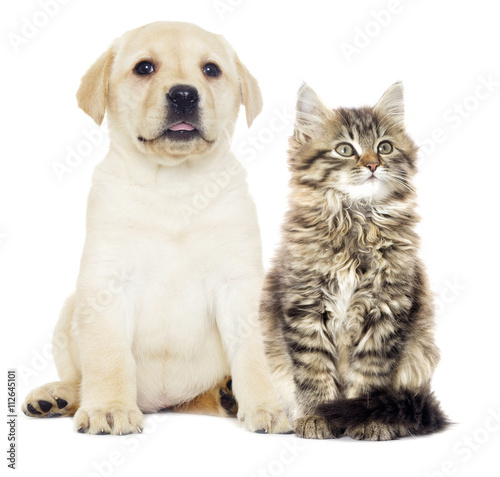 gray kitten and puppy Labrador looking