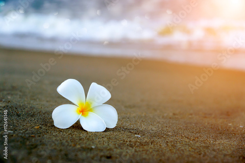 Frangipani flower in the morning on the beach. © noppharat