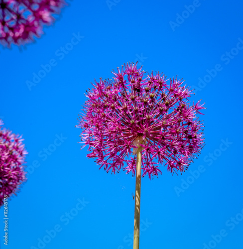 Allium Flower Blooming With Blue Sky Background