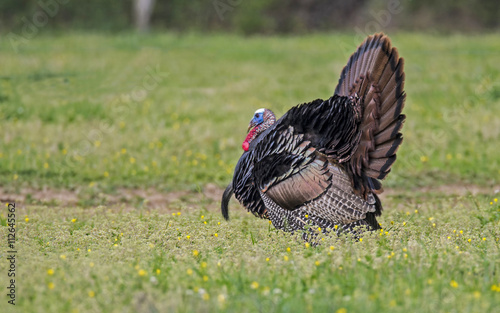 Wild Turkey facing left in field of green grass.