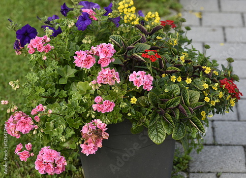 Fototapeta Naklejka Na Ścianę i Meble -  fleurs