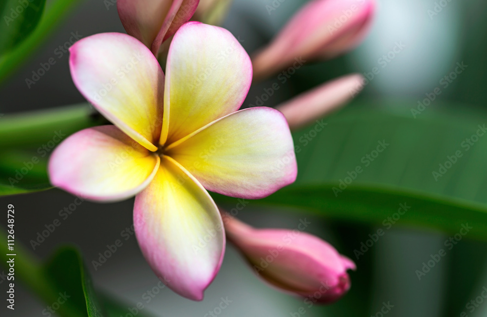 Obraz premium Plumeria or frangipani flower, Tropical flower.