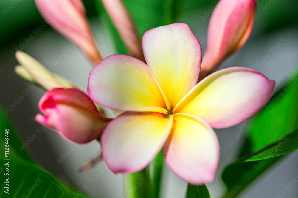 Fototapeta premium Plumeria or frangipani flower, Tropical flower.