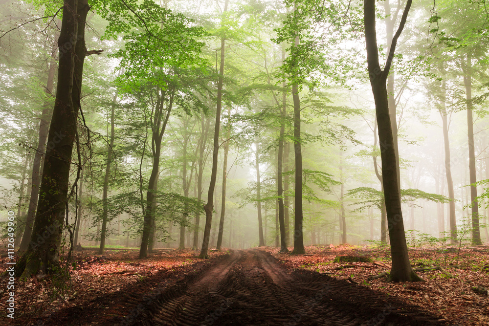 Path in woods with early morning fog.
Very fresh green leavesrest mystic scene.