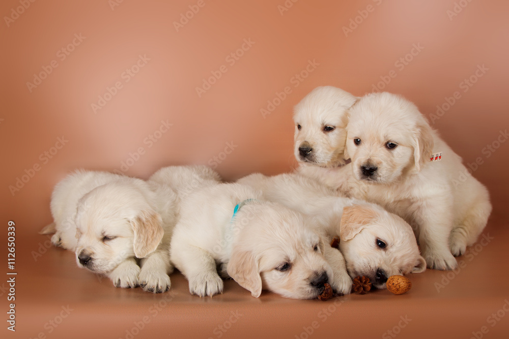 group of cute labrador puppies