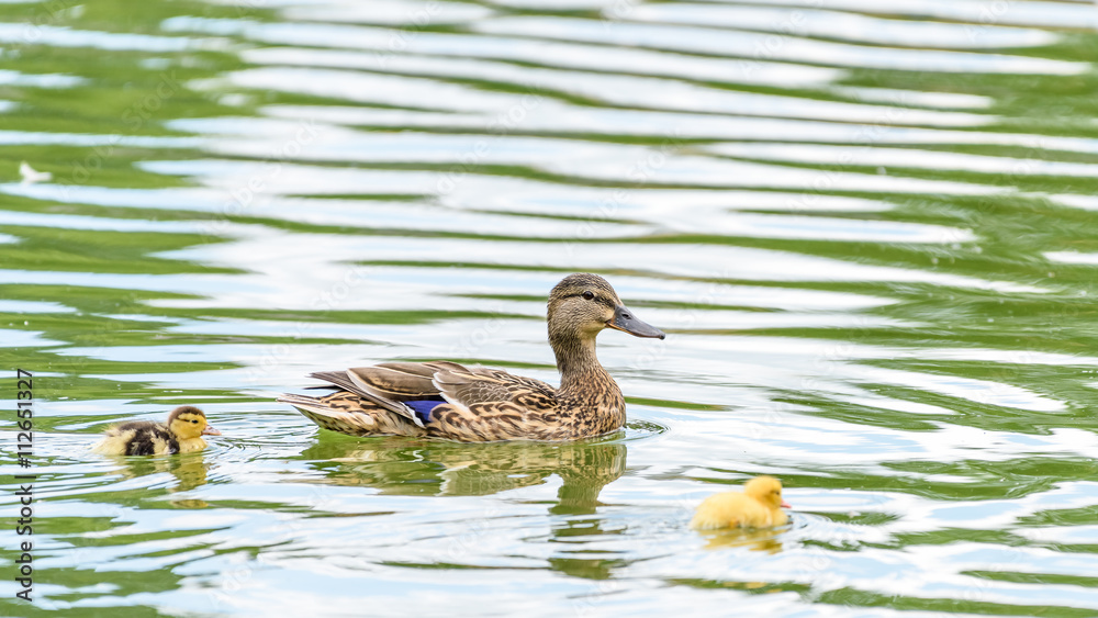 Mother Duck With Small Ducklings On Water Mother Duck With Small Ducklings On Water