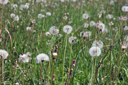 meadow with white fluffy round beautiful blossoming dandelion fl