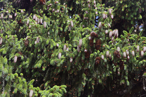 dence green spruce branches with many brown fir cones