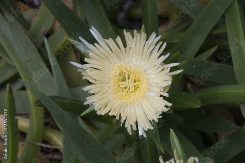 white Carpobrotus