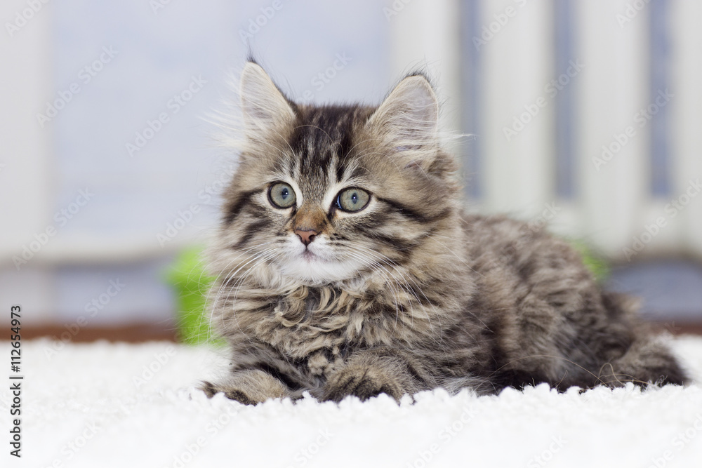 kitten lying on a carpet