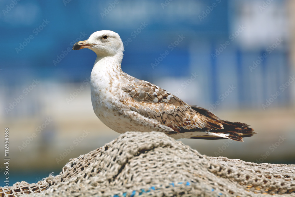 Obraz premium Small gull on the pier