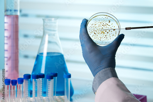 Obraz na plátně technician holding a petri dish in the biological lab /  taking a sample from a