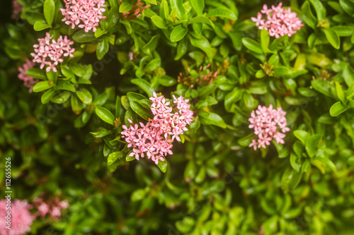 pink flowers in a garden