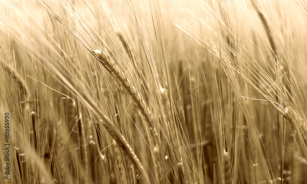 Autumn field. Corn. Wheat grain. Autumn field. Corn. Wheat grain.