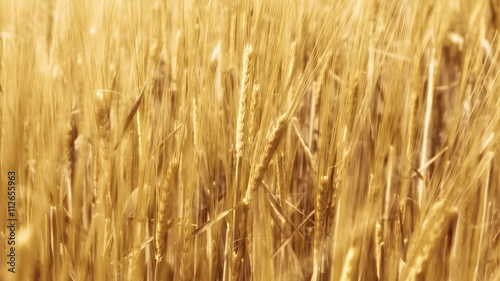 Autumn field. Corn. Wheat grain.