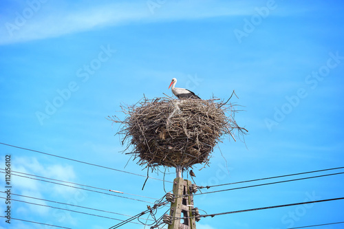 Stork in nest located on a power line pole against blue sky.