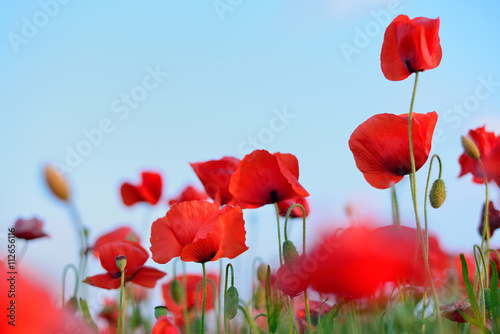 flowers red poppies. flower field. blue sky. Close-up of a flowe