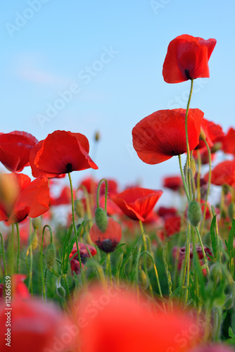 Fototapeta Naklejka Na Ścianę i Meble -  flowers red poppies. flower field. blue sky. Close-up of a flowe