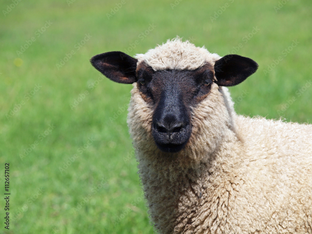 Portrait of young suffolk sheep on natural green background Portrait of young suffolk sheep on natural green background