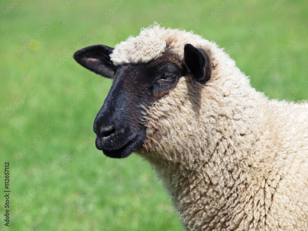 Portrait of young suffolk sheep on natural green background