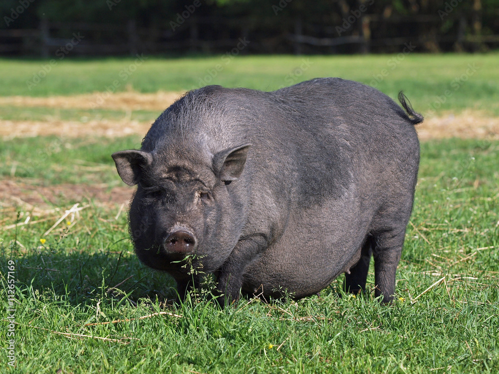 The black Vietnamese pregnant pig on a meadow The black Vietnamese pregnant pig on a meadow
