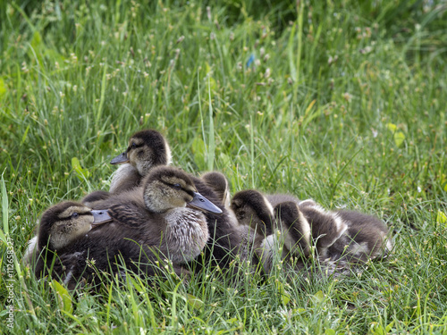 A group of ducklings on the grass © Olga Labusova