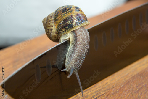 Snail crawling over knife.