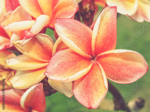 tropical flowers frangipani (Vintage filter effect used)